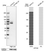 Anti-ATP1B1 antibody produced in rabbit Prestige Antibodies® Powered by Atlas Antibodies, affinity isolated antibody, buffered aqueous glycerol solution