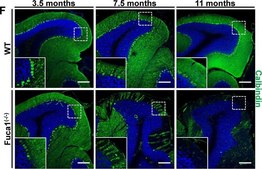 Monoclonal Anti-Calbindin-D-28K antibody produced in mouse clone CB-955, ascites fluid