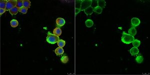 Anti-Nerve Growth Factor Receptor Antibody, p75 serum, Chemicon®