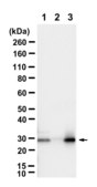 Anti-ARHGDIA Antibody, clone 1K12 ZooMAb® Rabbit Monoclonal recombinant, expressed in HEK 293 cells