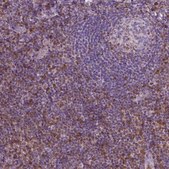 Monoclonal Anti-S100A4 antibody produced in mouse Prestige Antibodies® Powered by Atlas Antibodies, clone CL0237, purified immunoglobulin, buffered aqueous glycerol solution