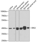 Anti-ERK2 antibody produced in rabbit