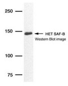 Monoclonal Anti-SAFB antibody produced in mouse