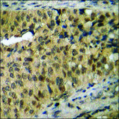 Anti-phospho-Mst1/2 (pThr183) antibody produced in rabbit affinity isolated antibody