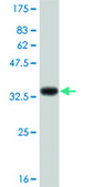 Monoclonal Anti-IL8 antibody produced in mouse clone 1B4, purified immunoglobulin, buffered aqueous solution