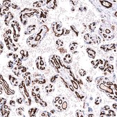 Monoclonal Anti-Pecam1 Antibody Produced In Mouse Prestige Antibodies® Powered by Atlas Antibodies, clone CL14696, affinity isolated antibody, buffered aqueous glycerol solution