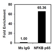 EZ-Magna ChIP®A/G染色质免疫沉淀试剂盒 Single day chromatin immunoprecipitation (ChIP) kit containing all necessary reagents to perform 22 individual chromatin immunoprecipitation (ChIP) reactions using magnetic A/G beads. Control primers included.