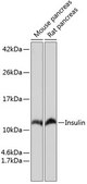 Anti-Insulin Antibody, clone 4C3Y9, Rabbit Monoclonal