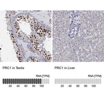Anti-PRC1 antibody produced in rabbit Prestige Antibodies® Powered by Atlas Antibodies, affinity isolated antibody, buffered aqueous glycerol solution