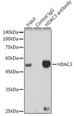 Anti-HDAC3 Antibody, clone 1M1O7, Rabbit Monoclonal