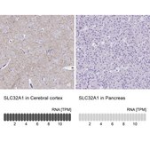 Anti-SLC32A1 antibody produced in rabbit Prestige Antibodies® Powered by Atlas Antibodies, affinity isolated antibody, buffered aqueous glycerol solution