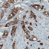 Monoclonal Anti-MCL1 antibody produced in mouse Prestige Antibodies® Powered by Atlas Antibodies, clone CL1128, purified immunoglobulin, buffered aqueous glycerol solution