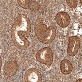 Anti-MICU1 antibody produced in rabbit Prestige Antibodies® Powered by Atlas Antibodies, affinity isolated antibody, buffered aqueous glycerol solution