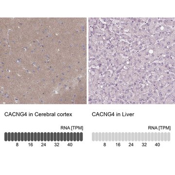 Anti-CACNG4 antibody produced in rabbit Prestige Antibodies® Powered by Atlas Antibodies, affinity isolated antibody