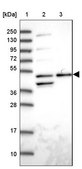Anti-ACTR3 antibody produced in rabbit Prestige Antibodies® Powered by Atlas Antibodies, affinity isolated antibody, buffered aqueous glycerol solution