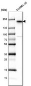 Anti-ERBB3 antibody produced in rabbit Prestige Antibodies® Powered by Atlas Antibodies, affinity isolated antibody, buffered aqueous glycerol solution
