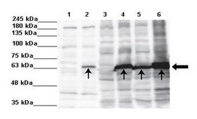 Anti-PDE9A antibody produced in rabbit affinity isolated antibody
