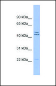 Anti-PON1 antibody produced in rabbit affinity isolated antibody