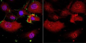 Anti-LDHA from rabbit, purified by affinity chromatography