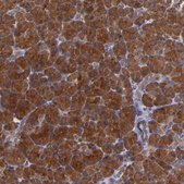 Anti-SYTL4 antibody produced in rabbit Ab1, Prestige Antibodies® Powered by Atlas Antibodies, affinity isolated antibody, buffered aqueous glycerol solution