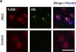 Anti-Huntingtin Protein Antibody, clone mEM48 culture supernatant, clone mEM48, Chemicon®