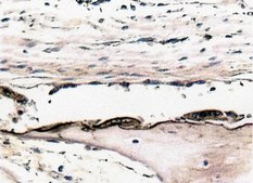 Anti-Osteopontin Antibody serum, Chemicon®