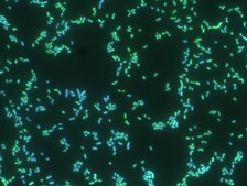 Proteus FISH probe - ATTO488 Probe for fluorescence in situ hybridization (FISH),20 μM in water