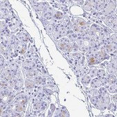 Anti-LTF antibody produced in rabbit Prestige Antibodies® Powered by Atlas Antibodies, affinity isolated antibody, buffered aqueous glycerol solution