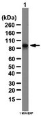 Anti-β-Catenin Antibody from rabbit, purified by affinity chromatography
