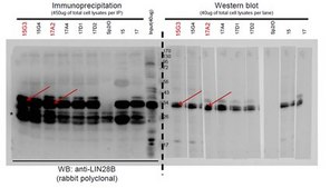 Anti-Lin-28B, clone 15G3 Antibody clone 15G3, from mouse