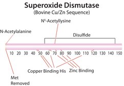 Superoxide Dismutase bovine recombinant, expressed in E. coli, lyophilized powder, ≥2500 units/mg protein, ≥90% (SDS-PAGE)