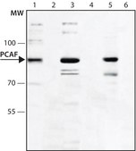 Anti-PCAF antibody produced in rabbit affinity isolated antibody, buffered aqueous solution