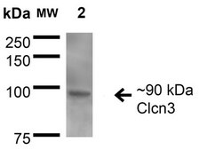 Monoclonal Anti-Glun1-Nr1 - Hrp antibody produced in mouse clone S308-48, purified immunoglobulin