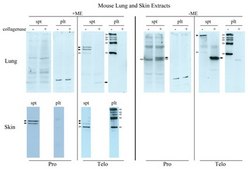 Anti-Telo-Collagen Type I, A1/COL1A1 from rabbit, purified by affinity chromatography