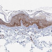 Anti-SH3PXD2A antibody produced in rabbit Prestige Antibodies® Powered by Atlas Antibodies, affinity isolated antibody, buffered aqueous glycerol solution
