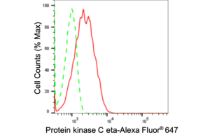 Anti Protein Kinase C Eta Antibody, clone 24GB1480, Rabbit Monoclonal clone 24GB1480, recombinant rabbit monoclonal, expressed in HEK293 cells