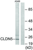 抗 Claudin 5，C 端 兔抗 affinity isolated antibody