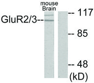Anti-MGLUR2 antibody produced in rabbit affinity isolated antibody