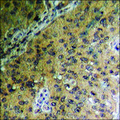 Anti-phospho-GSK3 α/β (pTyr279/216) antibody produced in rabbit affinity isolated antibody