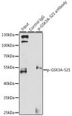 Anti-Phospho-GSK3A-S21 antibody produced in rabbit