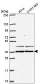 Anti-SPRY1 antibody produced in rabbit Prestige Antibodies® Powered by Atlas Antibodies, affinity isolated antibody