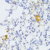 Anti-FAS antibody produced in rabbit
