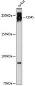 Anti-CD45 antibody produced in rabbit