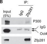 IgG，兔 Rabbit IgG Polyclonal Antibody validated for use in ELISA.
