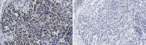 Anti-MDM2 Antibody, clone IF2 ZooMAb® Mouse Monoclonal recombinant, expressed in HEK 293 cells