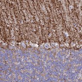 Anti-AQP4 antibody produced in rabbit affinity isolated antibody, Prestige Antibodies® Powered by Atlas Antibodies, buffered aqueous glycerol solution