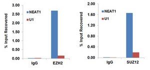 EZ-Magna NuCLEAR™ RIP (Cross-Linked) Nuclear RNA-Binding Protein Immunoprecipitation Kit EZ-Magna Nuclear RIP (Cross-Linked) RNA-Binding Protein Immunoprecipitation Kit is designed for the analysis of chromatin associated RNA such lncRNAs, enhancer RNAs and miRNAs.
