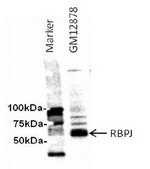 Anti-RBPJ Antibody serum, from rabbit