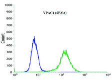 Anti-VPAC1 antibody, Rabbit monoclonal clone SP234, recombinant, expressed in proprietary host, affinity isolated antibody