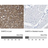 Anti-SHMT2 antibody produced in rabbit Prestige Antibodies® Powered by Atlas Antibodies, affinity isolated antibody, buffered aqueous glycerol solution, Ab1